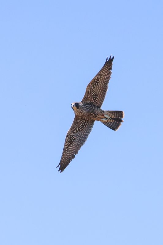 Peregrine Pembina fledglings red band 25.07.30