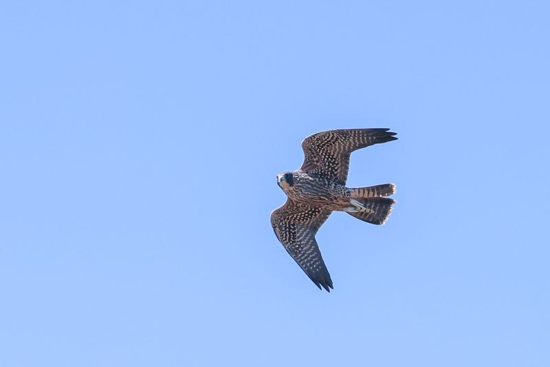 Peregrine Pembina fledglings red band 25.07.30