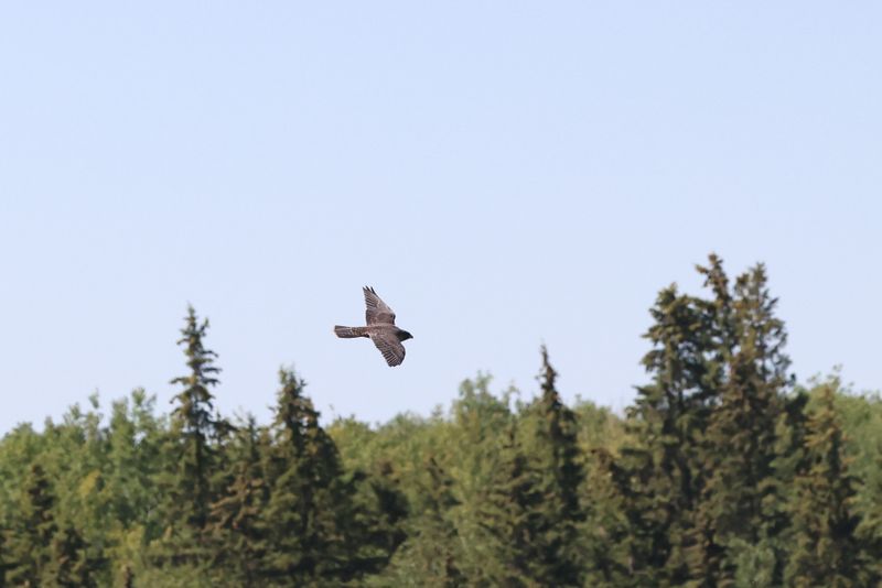 Peregrine Pembina fledgling 25.07.30-26.jpg