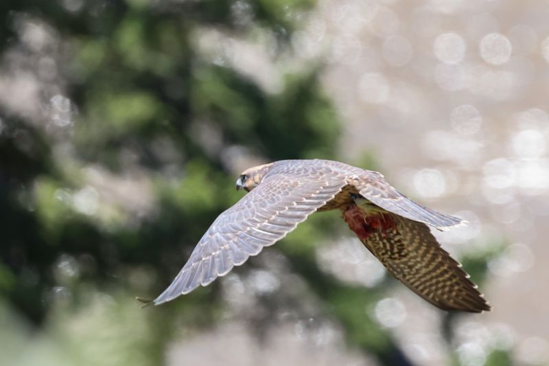 Peregrine Pembina fledgling carrying quail P3725.07.30
