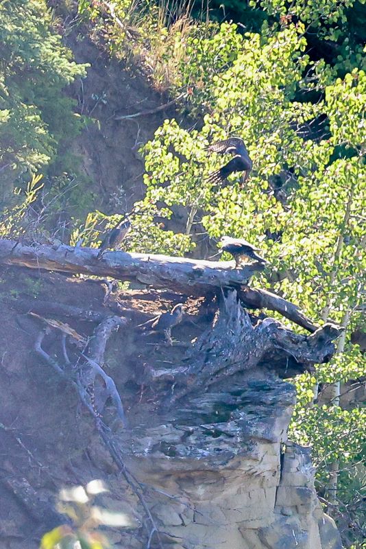 Peregrine Pembina fledglings circle of 4 25.07.30.jpg