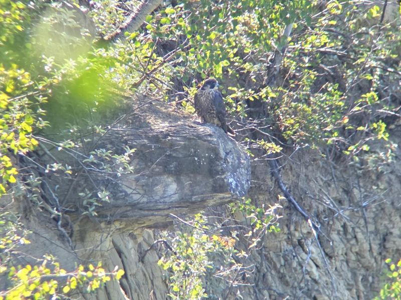 Peregrine Pembina way along the cliff scope + phone
