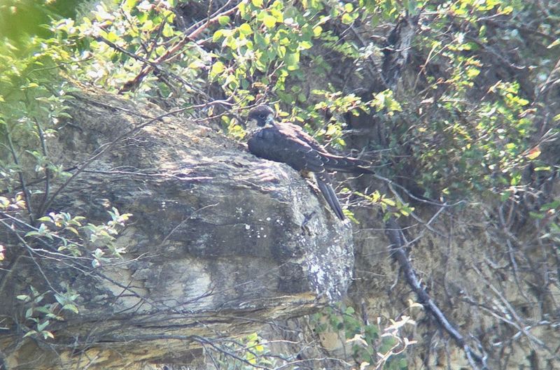 Peregrine Pembina way along the cliff scope + phone