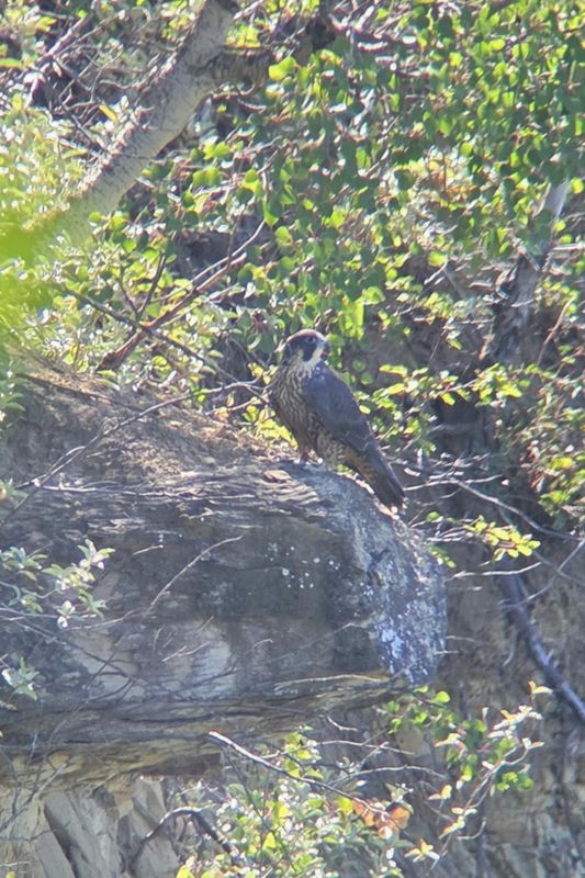 Peregrine Pembina way along the cliff scope + phone red band