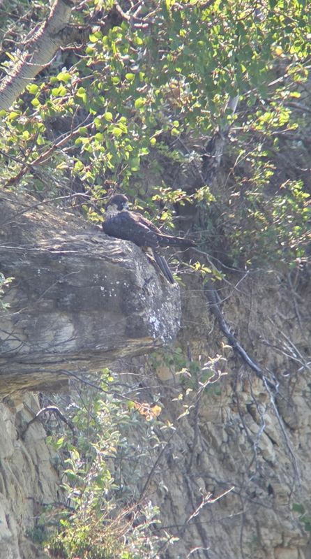 Peregrine Pembina way along the cliff scope + phone