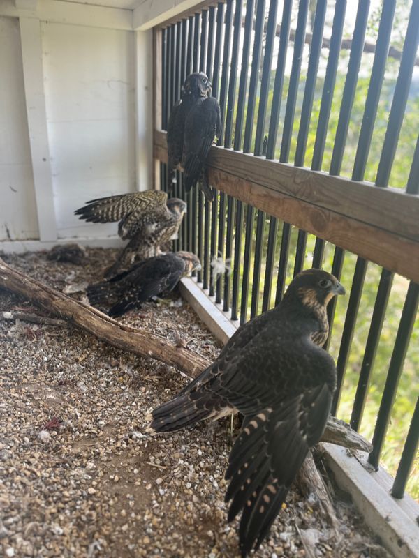 folder_2025_pembina_fledglings