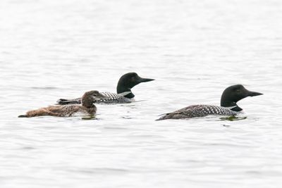 Crimson Lake Loons-5.jpg