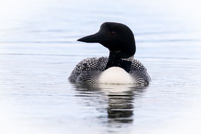 Crimson Lake Loons-7.jpg