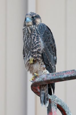 Peregrine Falcons