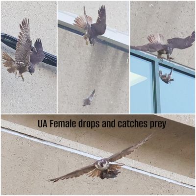 Peregrine UA drop prey collage.jpg
