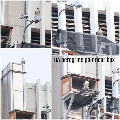 folder_2025_ua_peregrine