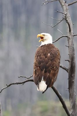 Bald Eagle and young Jasper
