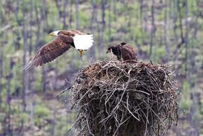 Jasper Bald Eagle and Eaglets 25.06.25