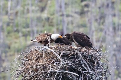 Jasper Bald Eagle and Eaglets 25.06.24