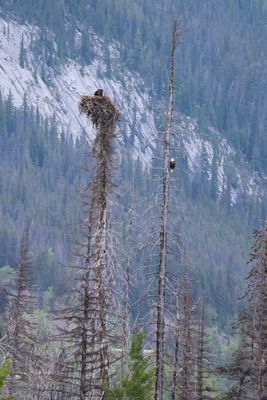 Jasper Bald Eagle nest 25.06.24