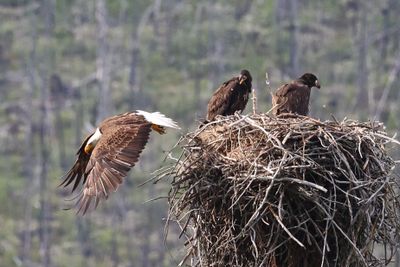 Jasper Bald Eagle and Eaglets 25.06.22