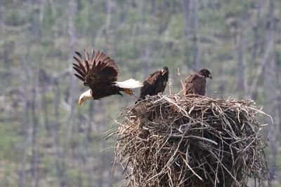 Jasper Bald Eagle and Eaglets 25.06.22