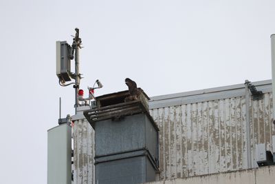 Peregrine Mis 25.07.16