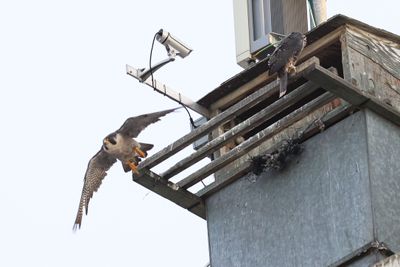 Peregrine Mis adult male with fledgling 25.07.16