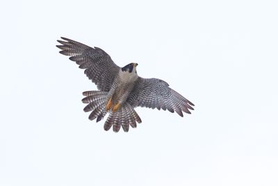 Peregrine Mis adult female 25.07.16