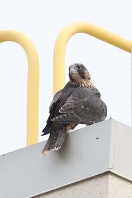 g13/01/1040501/3/175643534.e6848cac.JPEG