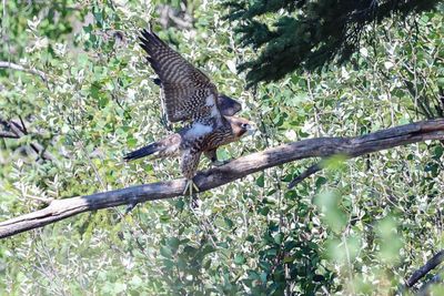 Peregrine Pembina fledglings 25.07.30-14.jpg