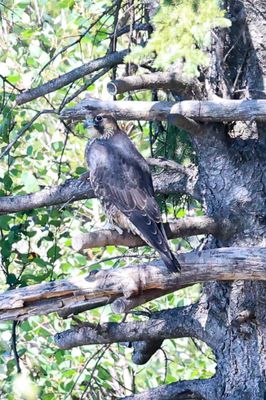 folder_2025_pembina_fledglings