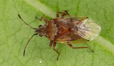Kleidocerys-resedae.jpg