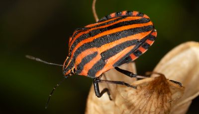 Hemiptera (Heteroptera)