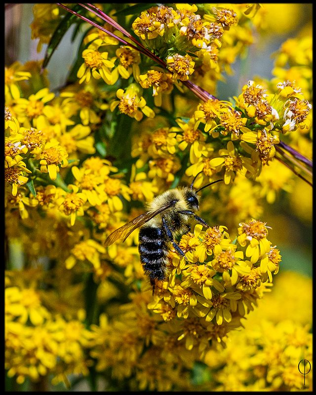 Bumblebee.jpg