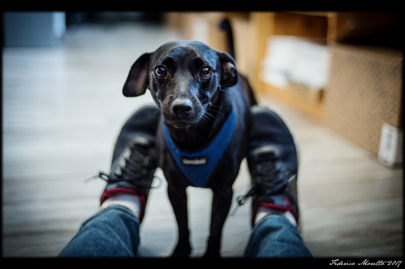 dog_test.jpg