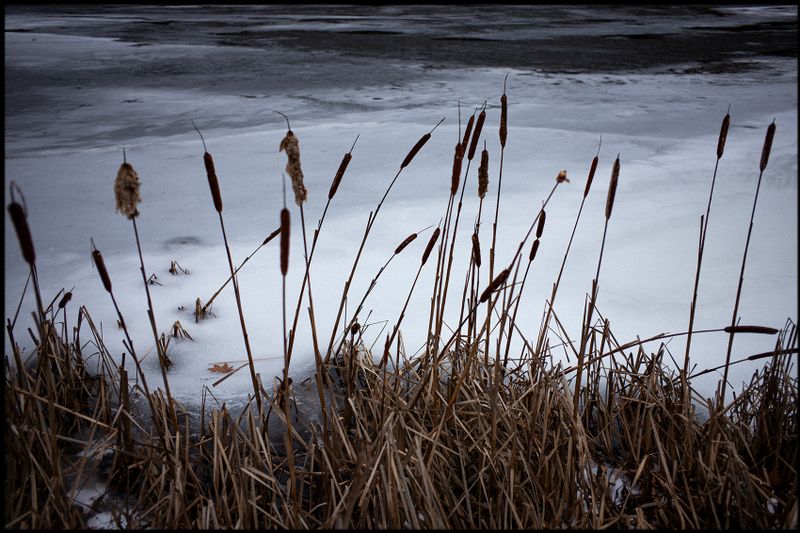 Winter_Safari06.jpg