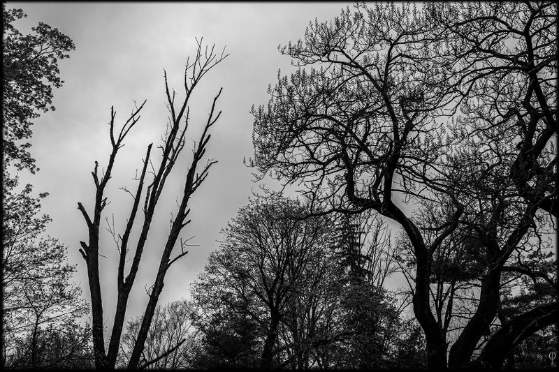 Trees_003.jpg
