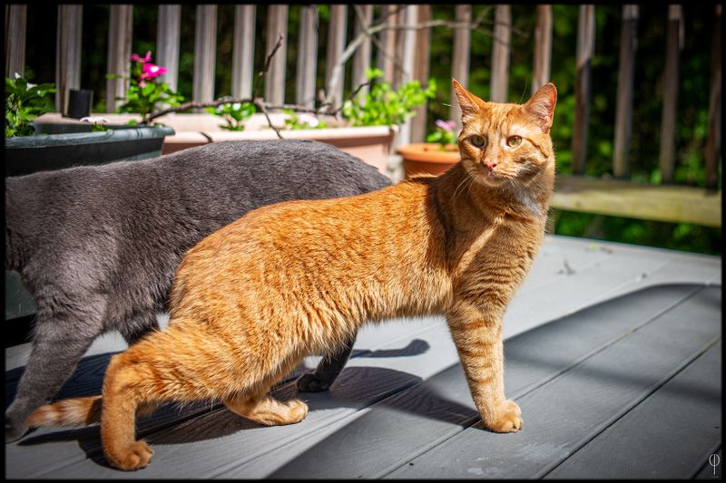CatArt026.jpg