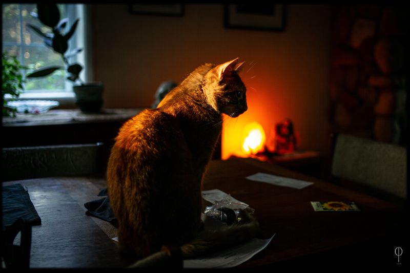 CatArt027.jpg