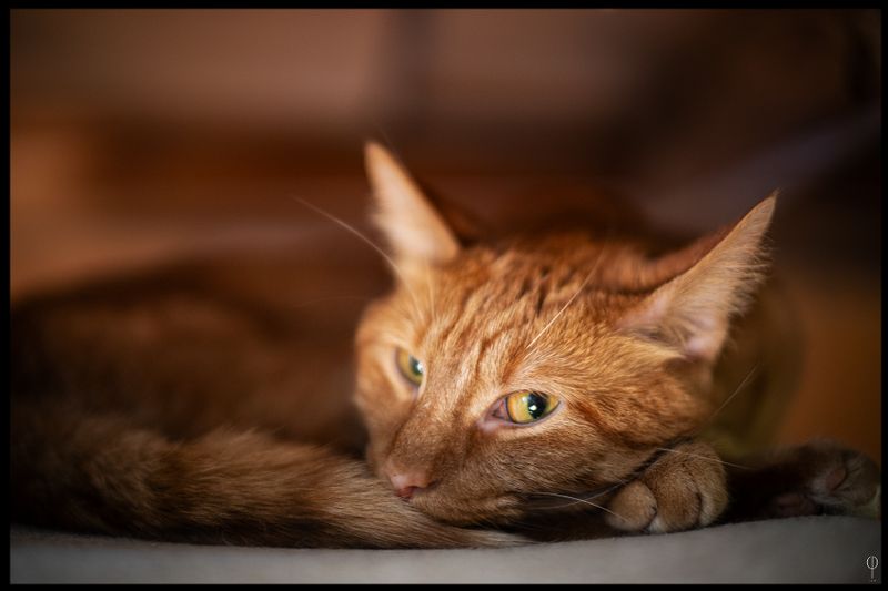 CatArt028.jpg