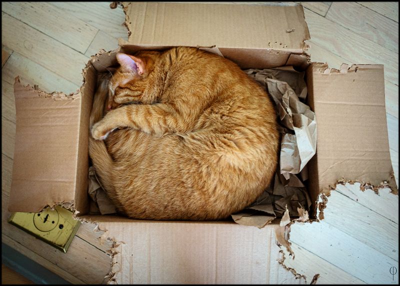 CatArt030.jpg