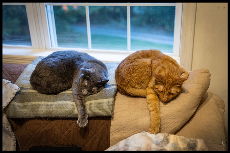 CatArt031.jpg