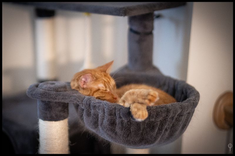 CatArt032.jpg