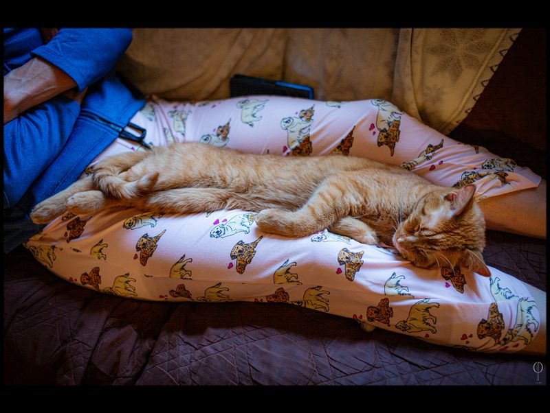 CatArt033.jpg