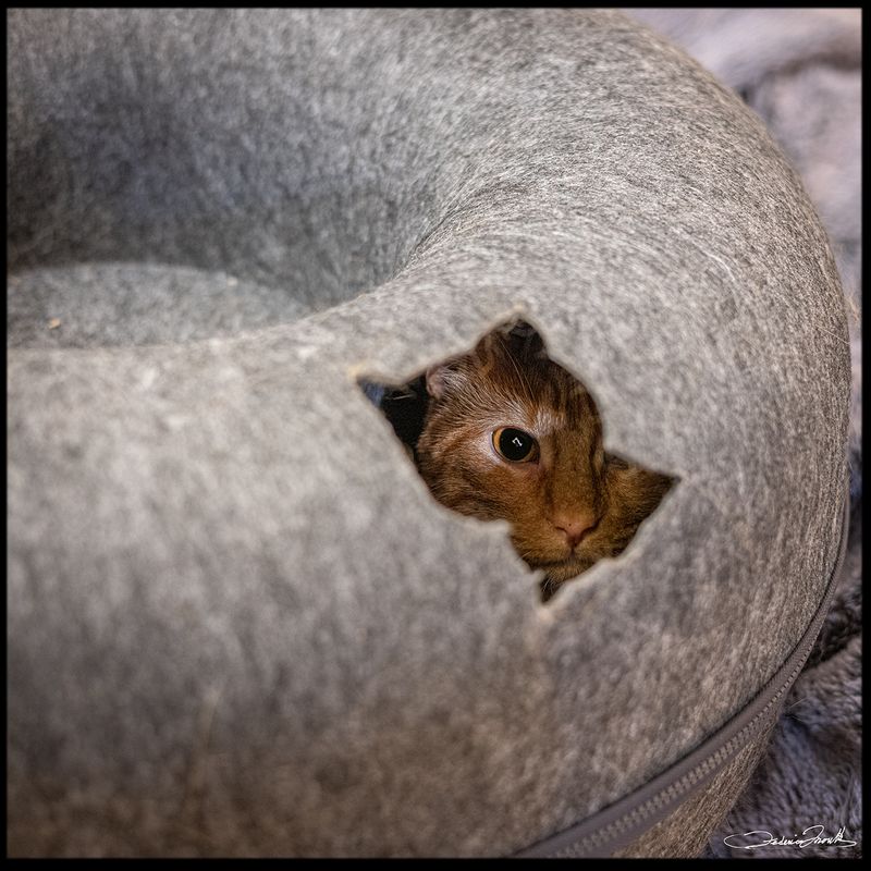 TheDonut_01.jpg