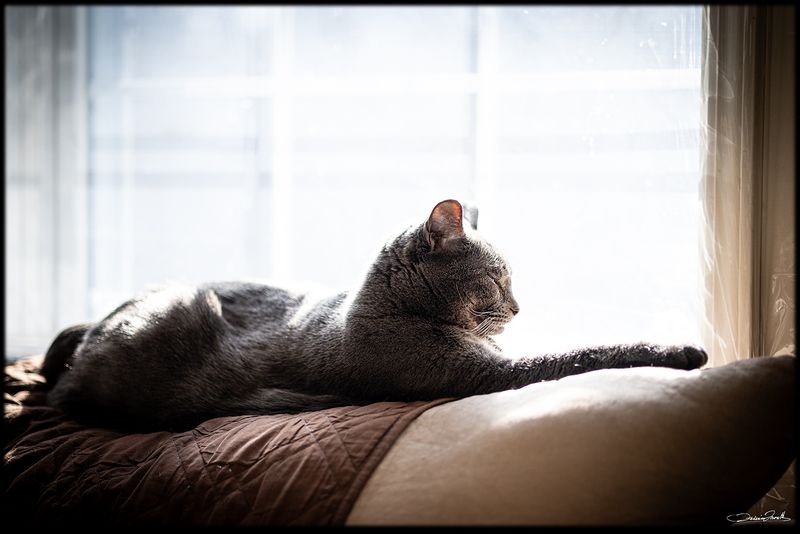 TheCat003.jpg