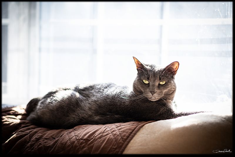 TheCat004.jpg