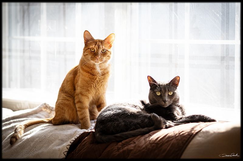 TheCat005.jpg