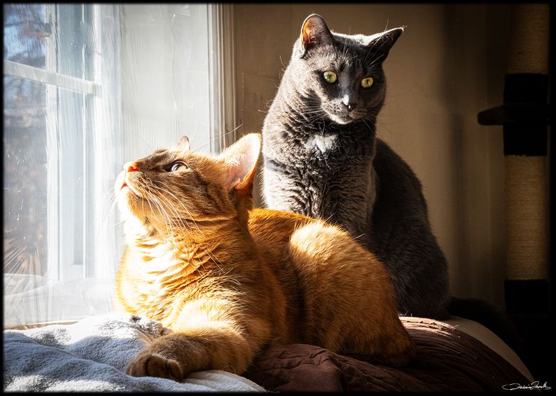 TheCat006.jpg