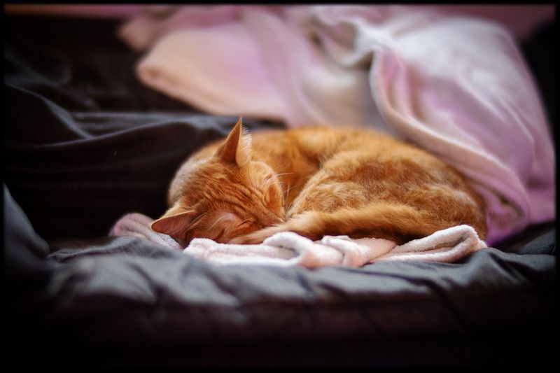 Cat_at_0.95_01.jpg