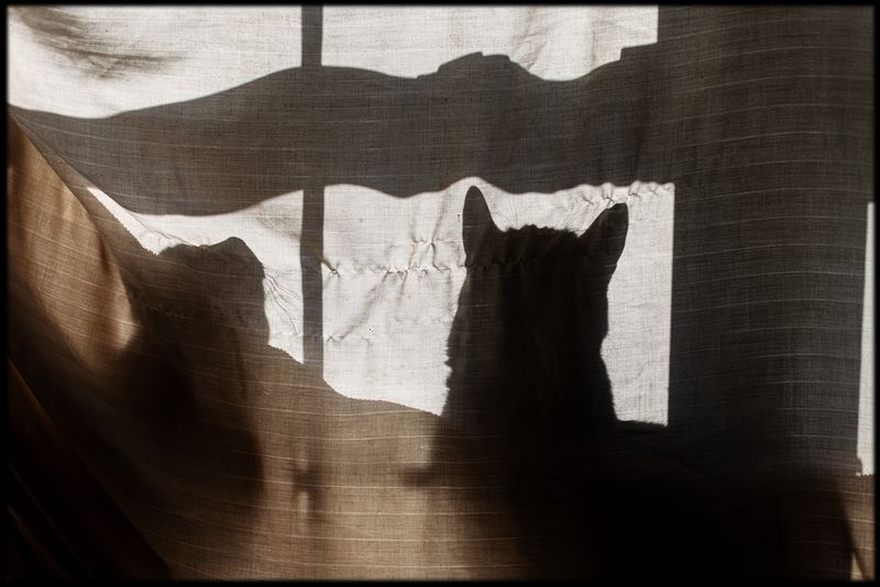 Cats_01.jpg