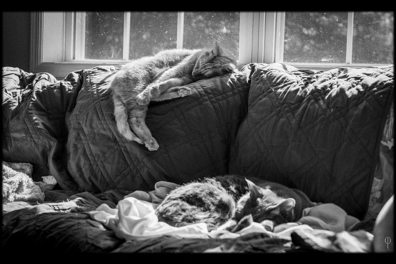 Cats_03.jpg