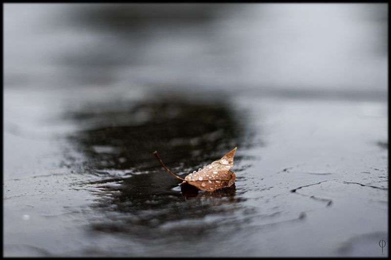 LeafinRain.jpg