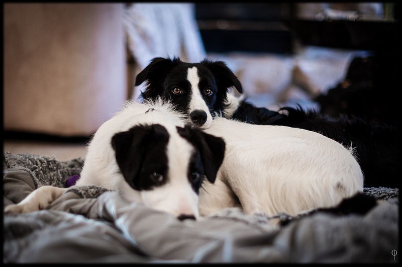 Dogs and Cats and Birds plus some.